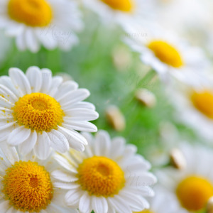 p-07-092-красиві ромашки p-07-092-красиві ромашки