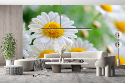 p-07-092-красиві ромашки-z p-07-092-красиві ромашки-z