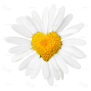 p-07-093-ромашка с серединкой в виде сердца p-07-093-ромашка с серединкой в виде сердца