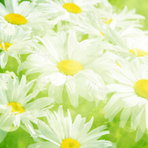 p-07-095-ромашки в солнечном свете p-07-095-ромашки в солнечном свете