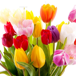 Bouquet of colorful tulips Bouquet of colorful tulips