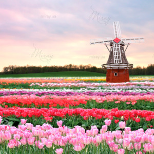 p-07-099-поле разноцветных тюльпанов с мельницей p-07-099-поле разноцветных тюльпанов с мельницей