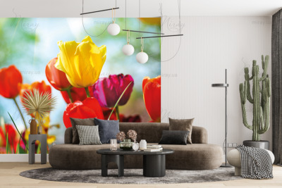 p-07-100-різнокольорові тюльпани в променях сонця-z p-07-100-різнокольорові тюльпани в променях сонця-z