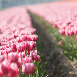 p-07-101-поле розовых тюльпанов p-07-101-поле розовых тюльпанов