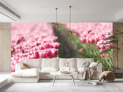 p-07-101-поле розовых тюльпанов-z p-07-101-поле розовых тюльпанов-z