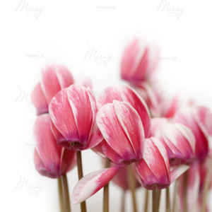 p-07-102-розовые тюльпаны p-07-102-розовые тюльпаны