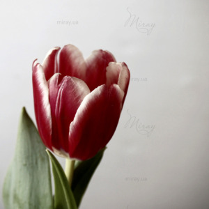 p-07-103-бордовый тюльпан p-07-103-бордовый тюльпан