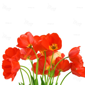 p-07-104-red tulips1 p-07-104-red tulips1