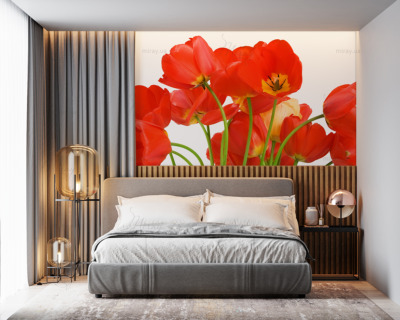 p-07-104-red tulips1-z p-07-104-red tulips1-z