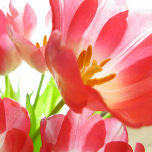 p-07-105-opened tulip p-07-105-opened tulip