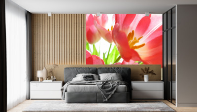 p-07-105-opened tulip-z p-07-105-opened tulip-z