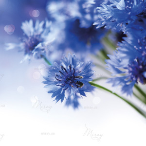 p-07-107-cornflowers (1) p-07-107-cornflowers (1)