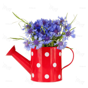 Bouquet of cornflowers in watering can, isolated on white Bouquet of cornflowers in watering can, isolated on white