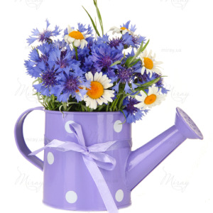Bouquet of cornflowers and chamomiles in watering can, isolated Bouquet of cornflowers and chamomiles in watering can, isolated