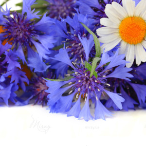 Beautiful bouquet of cornflowers and chamomiles ,isolated Beautiful bouquet of cornflowers and chamomiles ,isolated