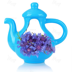 Beautiful bouquet of cornflowers in vase-teapot, isolated Beautiful bouquet of cornflowers in vase-teapot, isolated
