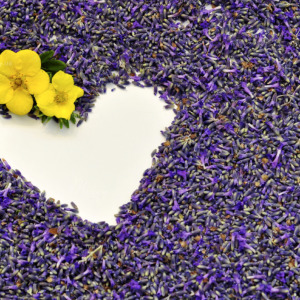 Pétales de Lavande, fond Pétales de Lavande, fond
