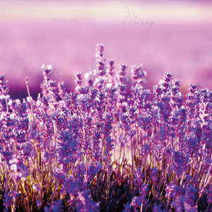 p-07-116-лаванда (1) p-07-116-лаванда (1)