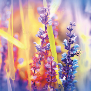 p-07-117-лаванда1 p-07-117-лаванда1