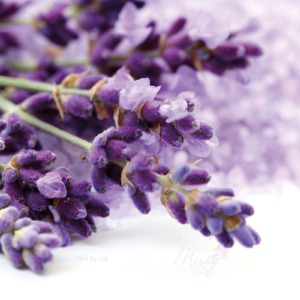 p-07-118-лаванда p-07-118-лаванда