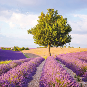 p-07-119-лавандовое поле (3) p-07-119-лавандовое поле (3)