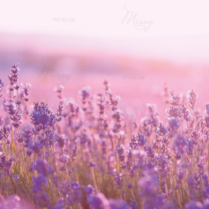 p-07-120-поле лаванды (1) p-07-120-поле лаванды (1)