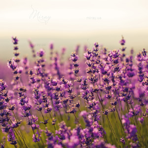 p-07-121-лаванда на лузі p-07-121-лаванда на лузі