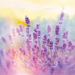 p-07-122-колір лаванди p-07-122-колір лаванди