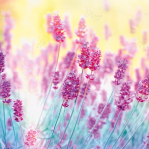 p-07-123-квітуча лаванда p-07-123-квітуча лаванда