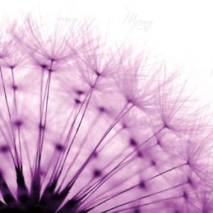 p-07-126-purple dandelion p-07-126-purple dandelion