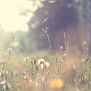 p-07-127-нежные одуванчики (1) p-07-127-нежные одуванчики (1)