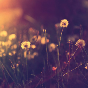 p-07-128-tender dandelions p-07-128-tender dandelions