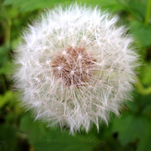 p-07-129-dandelion in greenery p-07-129-dandelion in greenery