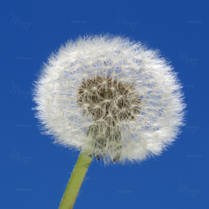 p-07-131-одуванчик на голубом фоне p-07-131-одуванчик на голубом фоне