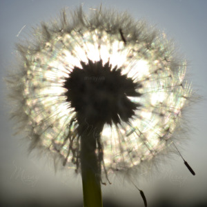 p-07-132-dandelion p-07-132-dandelion