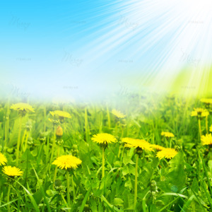 p-07-133-dandelions (1) p-07-133-dandelions (1)