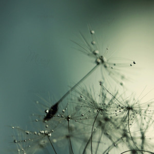 p-07-135-dandelions p-07-135-dandelions