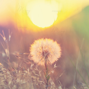 p-07-136-landscape with dandelion p-07-136-landscape with dandelion