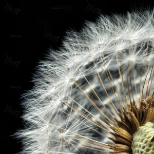 p-07-137-фрагмент одуванчика p-07-137-фрагмент одуванчика