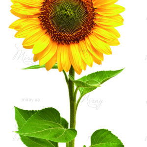 p-07-138-подсолнух (1) p-07-138-подсолнух (1)