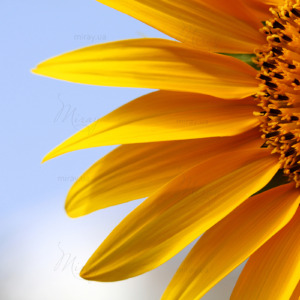 p-07-139-sunflower close-up p-07-139-sunflower close-up