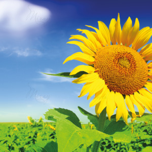 p-07-140-подсолнух на фоне неба p-07-140-подсолнух на фоне неба