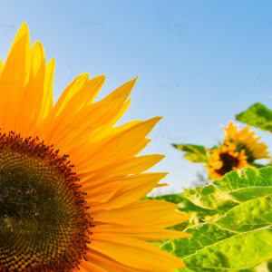 Sunflowers Sunflowers