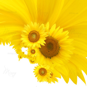 p-07-143-подсолнухи арт фон p-07-143-подсолнухи арт фон