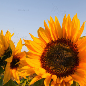 Sunflowers Sunflowers
