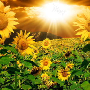 p-07-145-поле подсолнухов (1) p-07-145-поле подсолнухов (1)