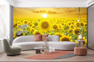 p-07-146-поле подсолнухов (2)-z p-07-146-поле подсолнухов (2)-z