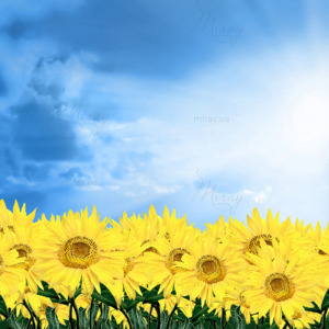 p-07-148-поле подсолнухов p-07-148-поле подсолнухов