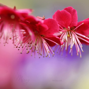 p-07-150-весенние цветы2 p-07-150-весенние цветы2