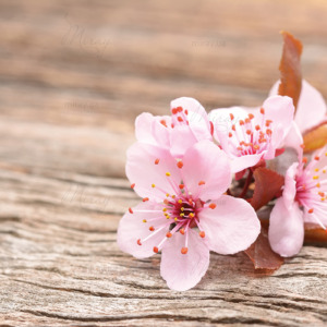 p-07-151-цвіт сакури на дереві p-07-151-цвіт сакури на дереві